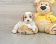 5 week old Cavachon Puppy For Sale - Seaside Pups