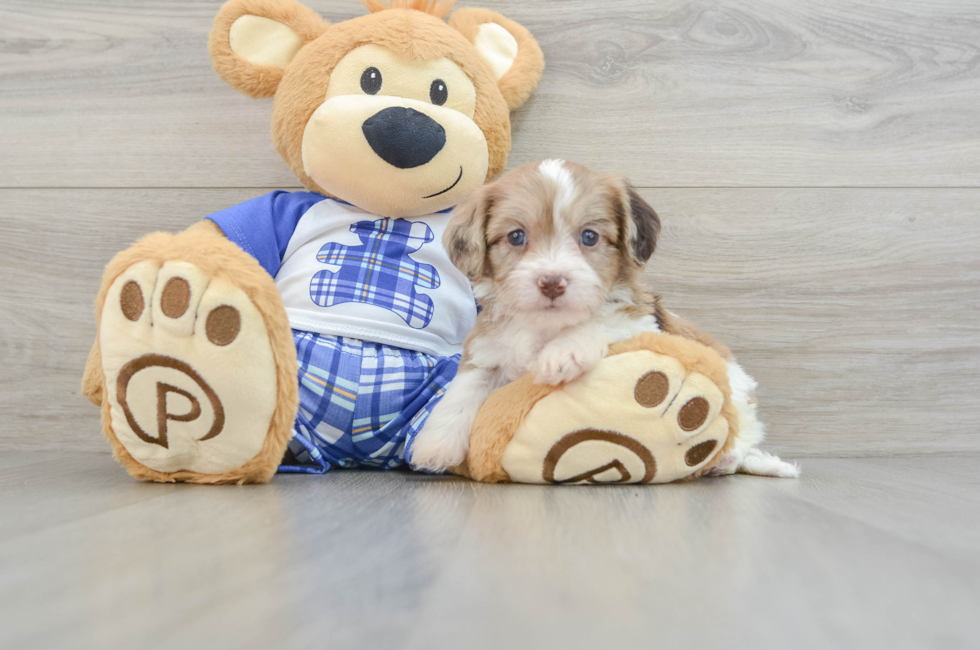 5 week old Cavachon Puppy For Sale - Seaside Pups