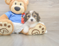 5 week old Cavachon Puppy For Sale - Seaside Pups