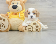 6 week old Cavachon Puppy For Sale - Seaside Pups