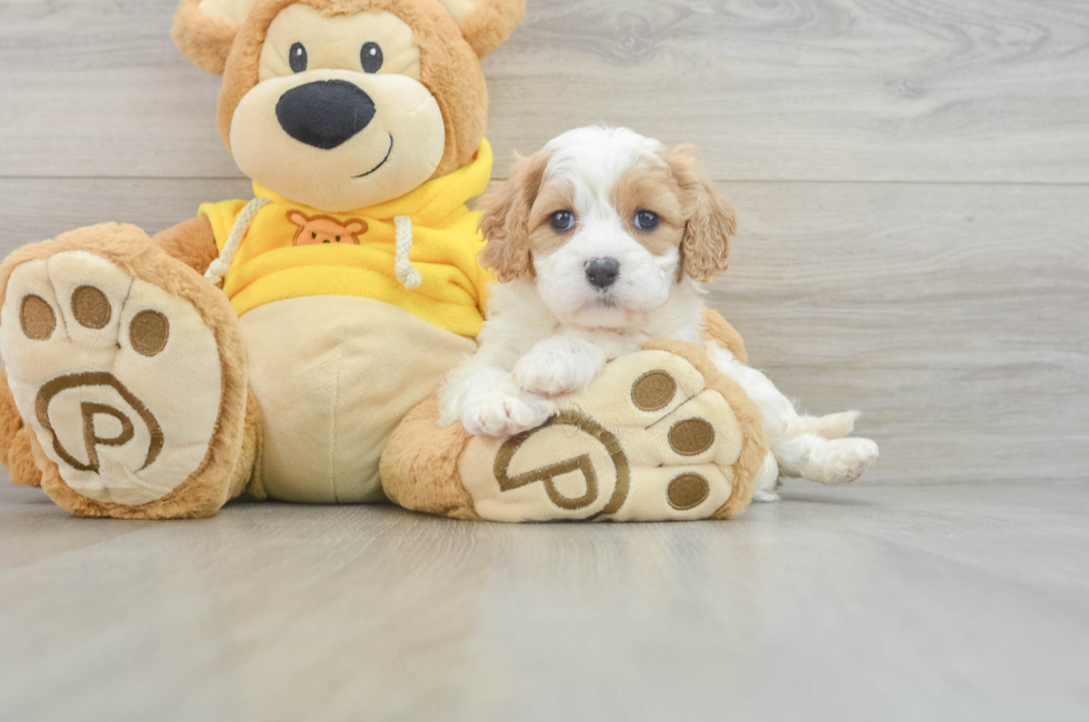 7 week old Cavachon Puppy For Sale - Seaside Pups