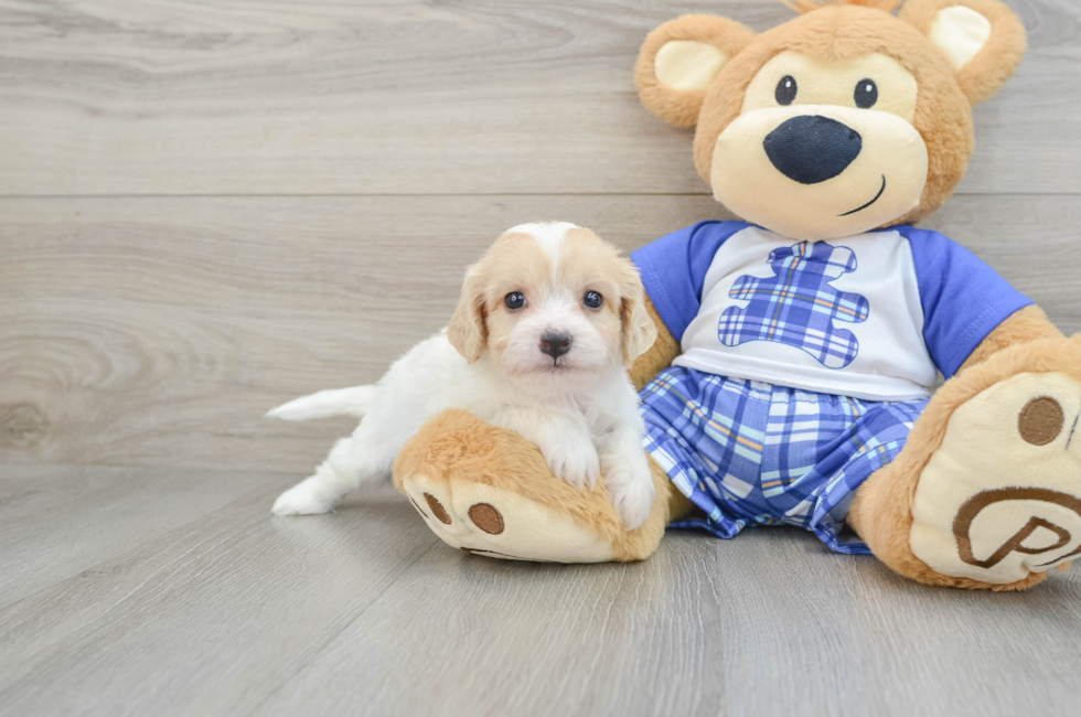 5 week old Cavachon Puppy For Sale - Seaside Pups