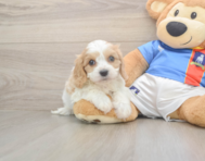5 week old Cavachon Puppy For Sale - Seaside Pups
