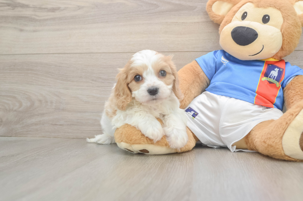 5 week old Cavachon Puppy For Sale - Seaside Pups