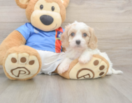 5 week old Cavachon Puppy For Sale - Seaside Pups