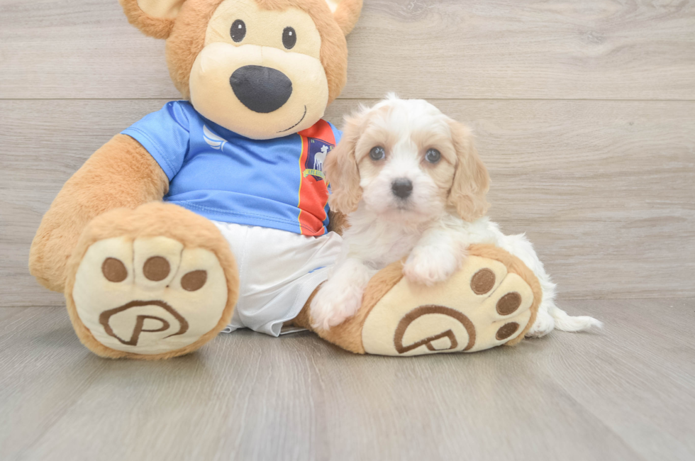 5 week old Cavachon Puppy For Sale - Seaside Pups
