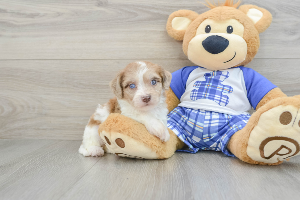 Cavachon Pup Being Cute