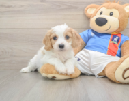 5 week old Cavachon Puppy For Sale - Seaside Pups