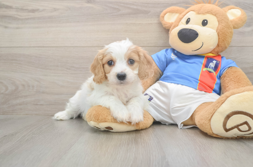 5 week old Cavachon Puppy For Sale - Seaside Pups