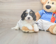 5 week old Cavachon Puppy For Sale - Seaside Pups