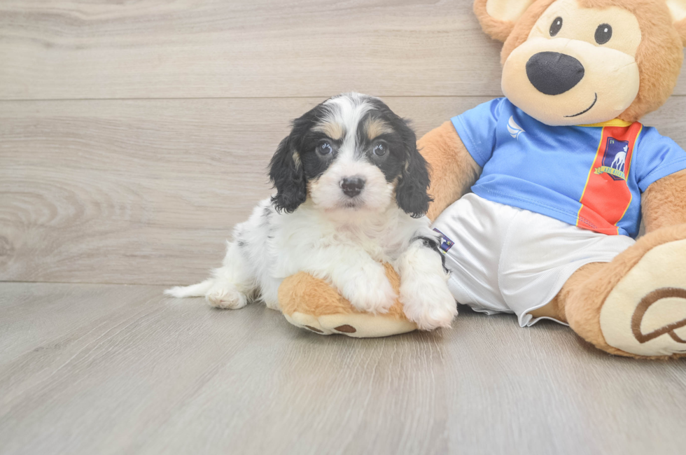 5 week old Cavachon Puppy For Sale - Seaside Pups