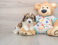 7 week old Cavachon Puppy For Sale - Seaside Pups