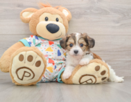 7 week old Cavachon Puppy For Sale - Seaside Pups