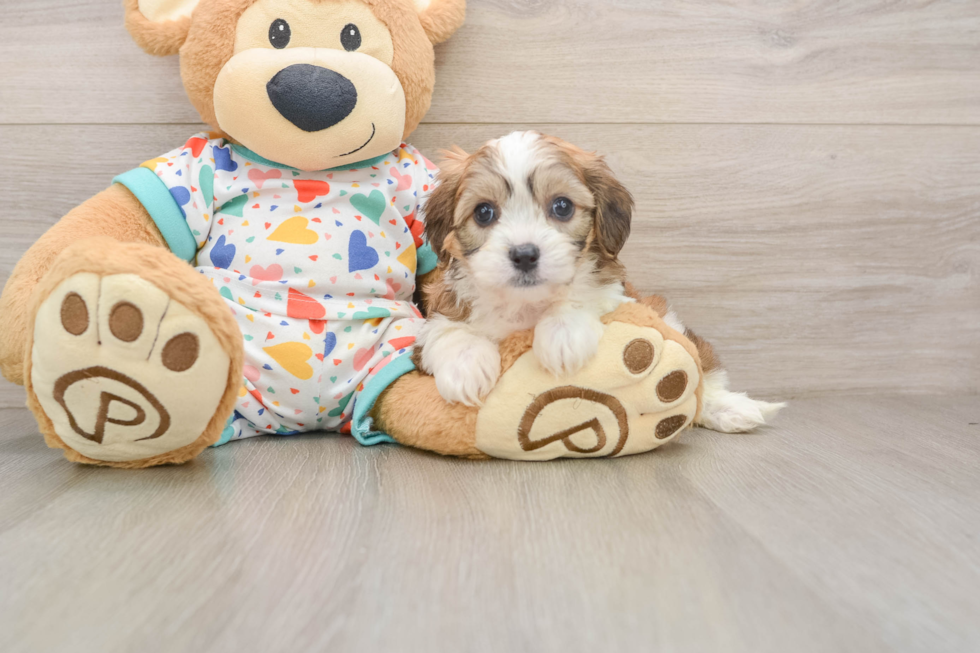 Cavachon Puppy for Adoption