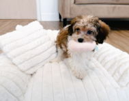 11 week old Cavachon Puppy For Sale - Seaside Pups