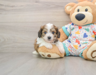 5 week old Cavachon Puppy For Sale - Seaside Pups