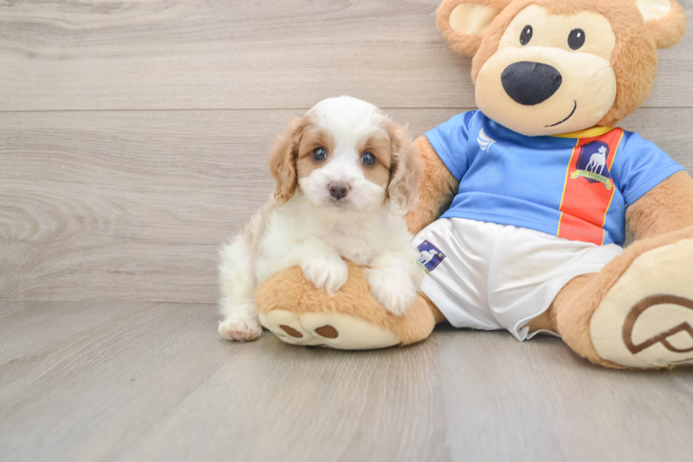 Petite Cavachon Designer Pup