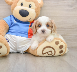5 week old Cavachon Puppy For Sale - Seaside Pups