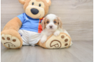 Fluffy Cavachon Designer Pup