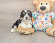 7 week old Cavachon Puppy For Sale - Seaside Pups