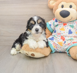 6 week old Cavachon Puppy For Sale - Seaside Pups