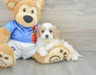 7 week old Cavachon Puppy For Sale - Seaside Pups