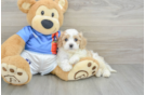 Cavachon Puppy for Adoption