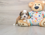 6 week old Cavachon Puppy For Sale - Seaside Pups