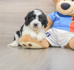 5 week old Cavachon Puppy For Sale - Seaside Pups