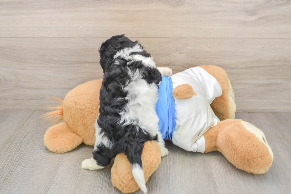 Cavachon Pup Being Cute