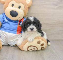 5 week old Cavachon Puppy For Sale - Seaside Pups