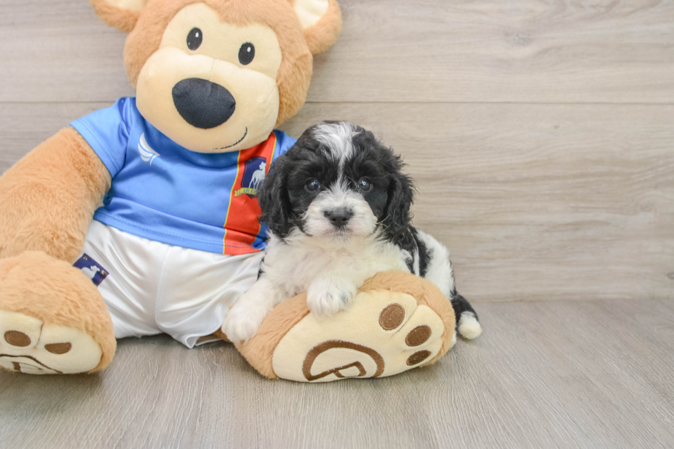 Cavachon Pup Being Cute