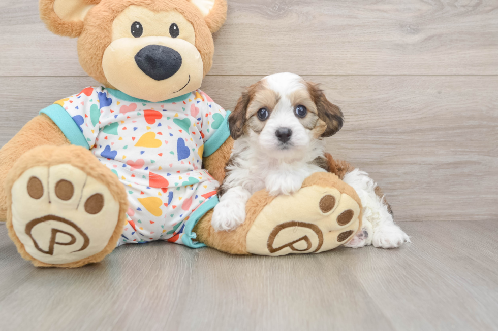 Fluffy Cavachon Designer Pup