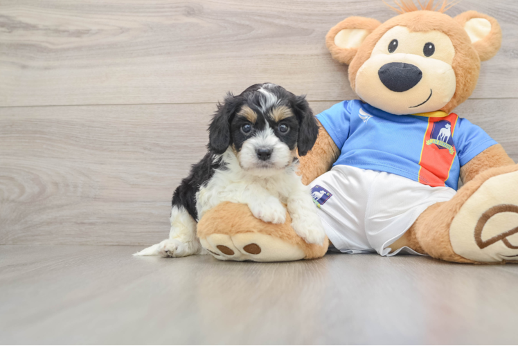 Small Cavachon Baby