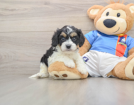 5 week old Cavachon Puppy For Sale - Seaside Pups