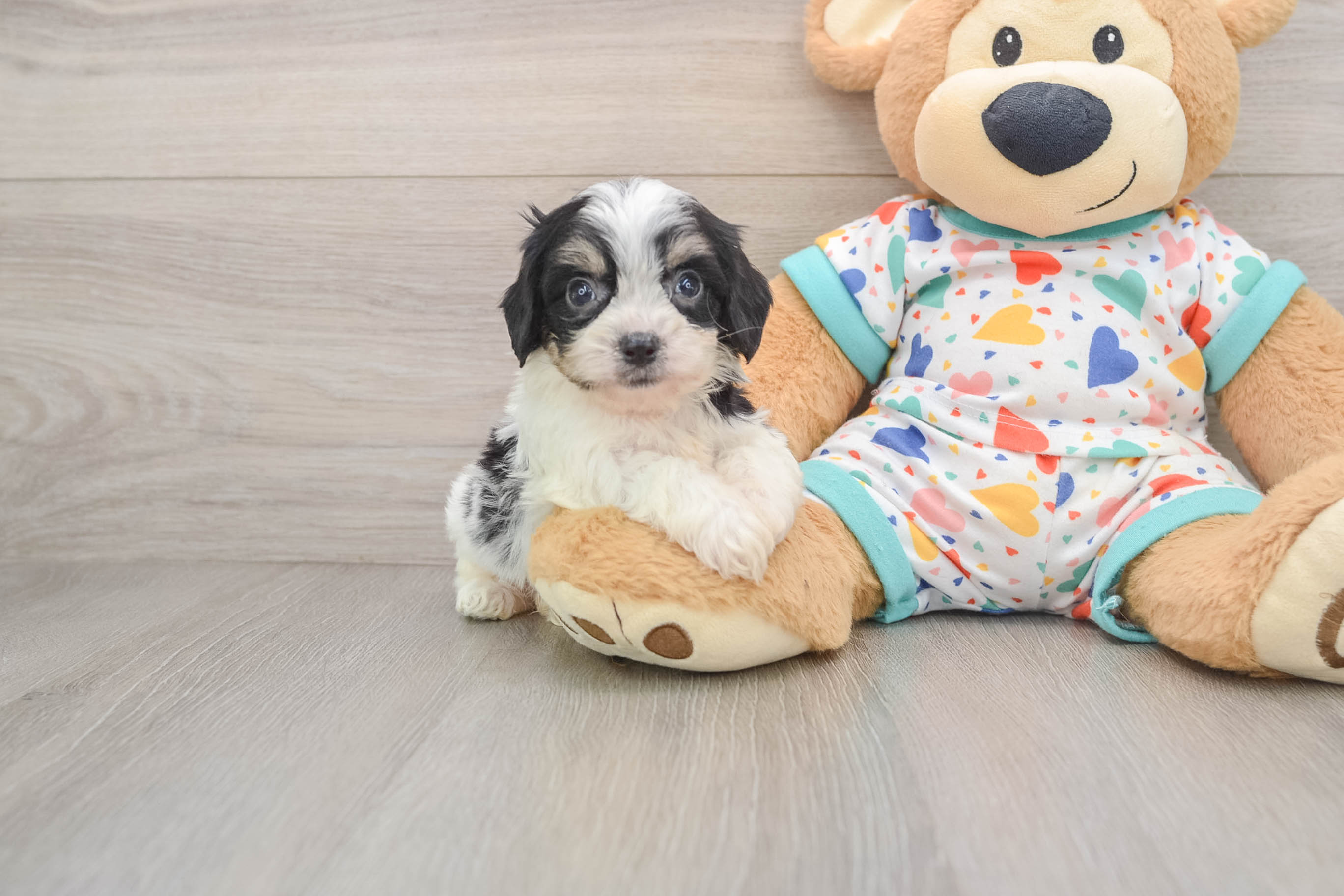 Cavachon Puppy for Adoption