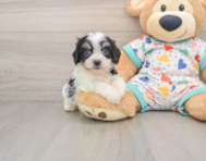 5 week old Cavachon Puppy For Sale - Seaside Pups