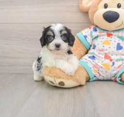 8 week old Cavachon Puppy For Sale - Seaside Pups