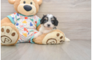 Cavachon Puppy for Adoption