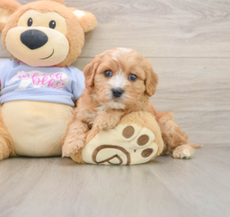 5 week old Cavachon Puppy For Sale - Seaside Pups