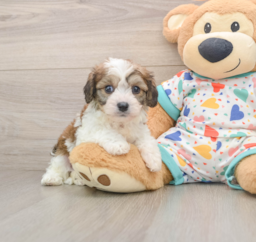 6 week old Cavachon Puppy For Sale - Seaside Pups