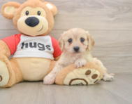 5 week old Cavachon Puppy For Sale - Seaside Pups