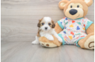 Cavachon Puppy for Adoption