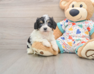 5 week old Cavachon Puppy For Sale - Seaside Pups