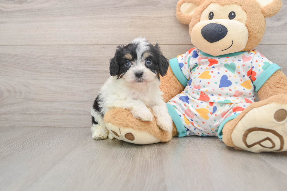 Cavachon Pup Being Cute