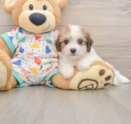 7 week old Cavachon Puppy For Sale - Seaside Pups