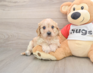 5 week old Cavachon Puppy For Sale - Seaside Pups