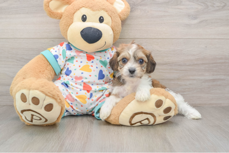 Cavachon Puppy for Adoption