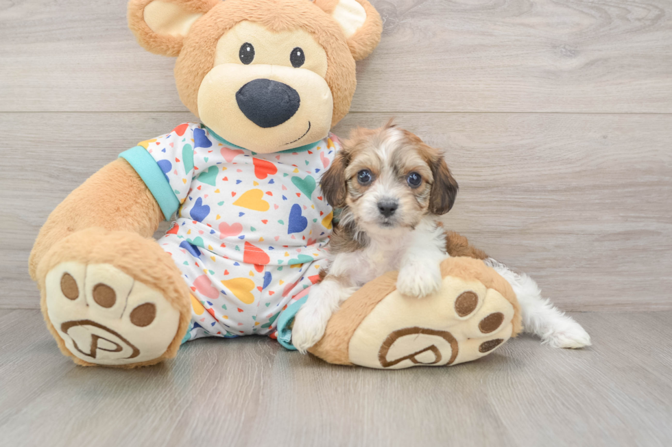 Cavachon Puppy for Adoption
