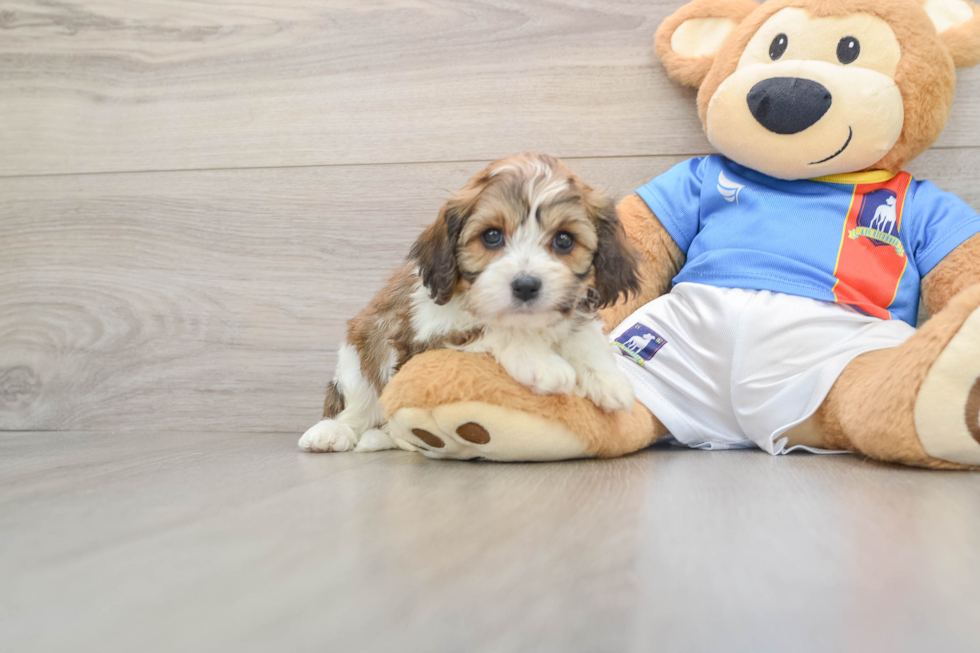 Energetic Cavalier Bichon Designer Puppy